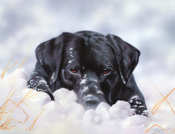 Black lab best sale in snow